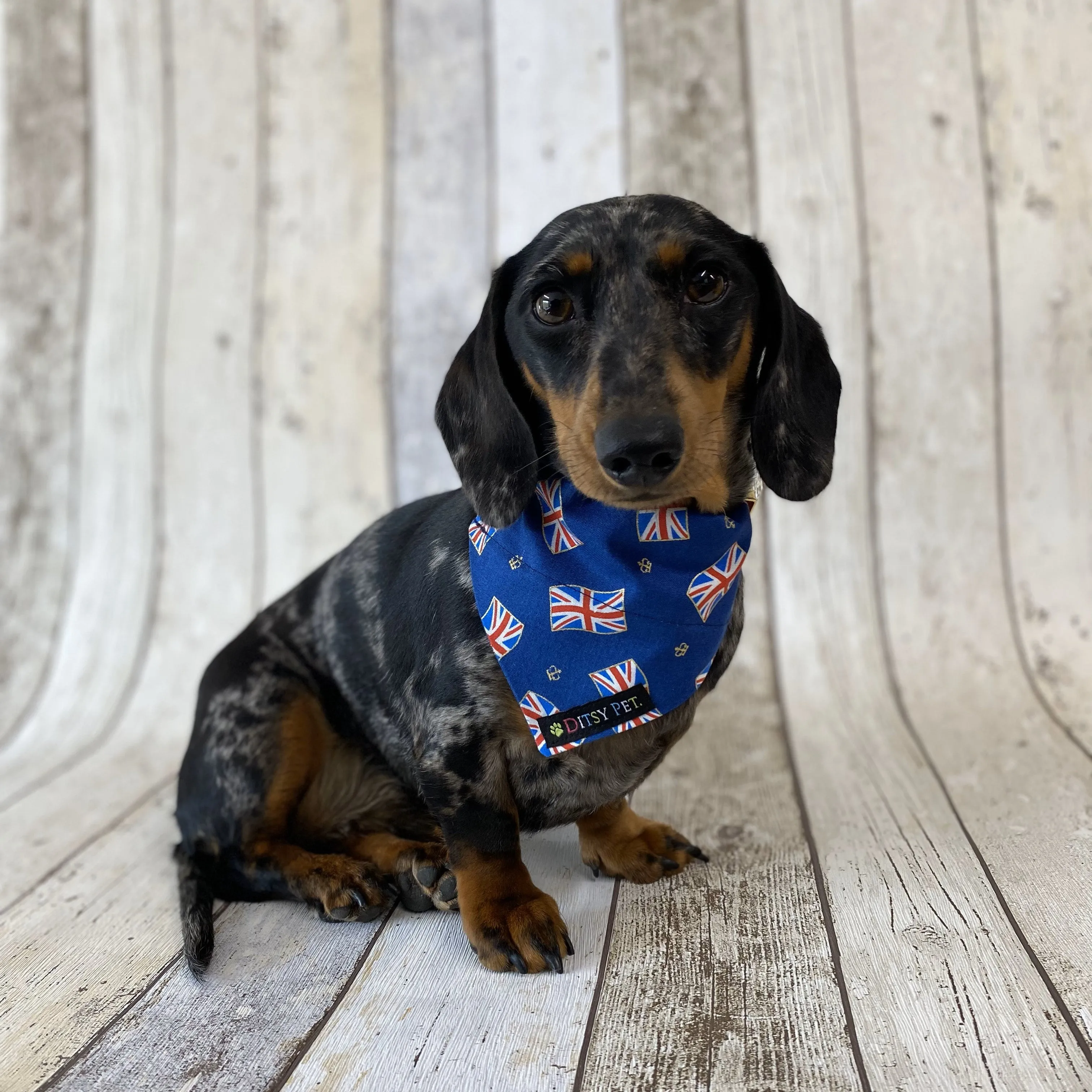 Navy Blue Union Jack Dog Bandana by Ditsy Pet